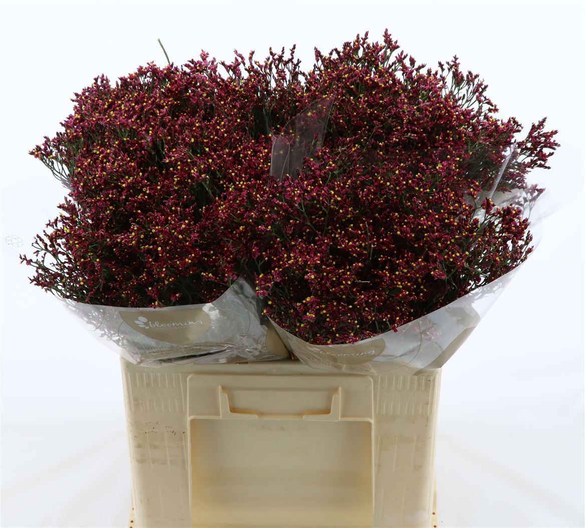 Срезанные цветы оптом Limonium scarlett diamond от 1150шт из Голландии с доставкой по России