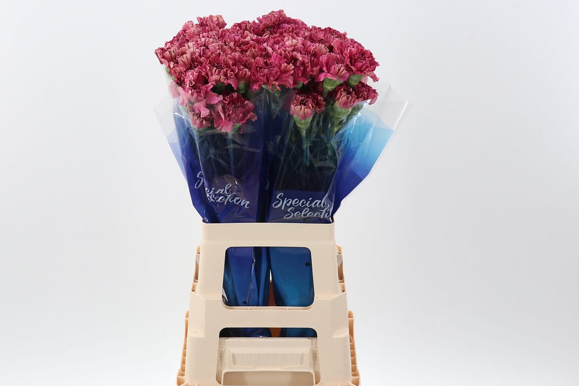 Срезанные цветы оптом Dianthus st viper wine от 80шт из Голландии с доставкой по России