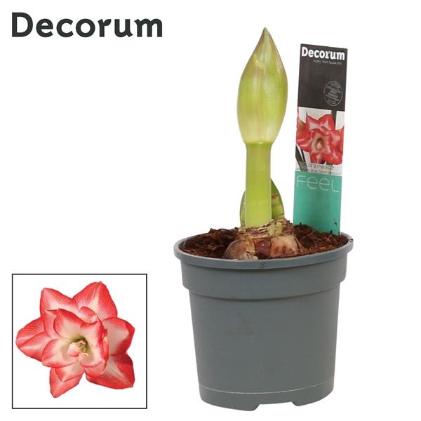 Горшечные цветы и растения оптом Hipp Blossom Peacock 2pp (decorum) от 8шт из Голландии с доставкой по России