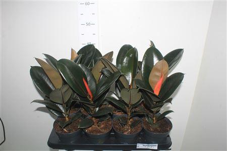 Горшечные цветы и растения оптом Fic El Abidjan от 8шт из Голландии с доставкой по России