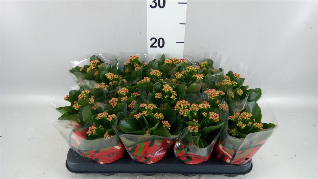 Горшечные цветы и растения оптом Kalanchoe Blos. calandiva Rubio от 16шт (для телеги) из Голландии с доставкой по России