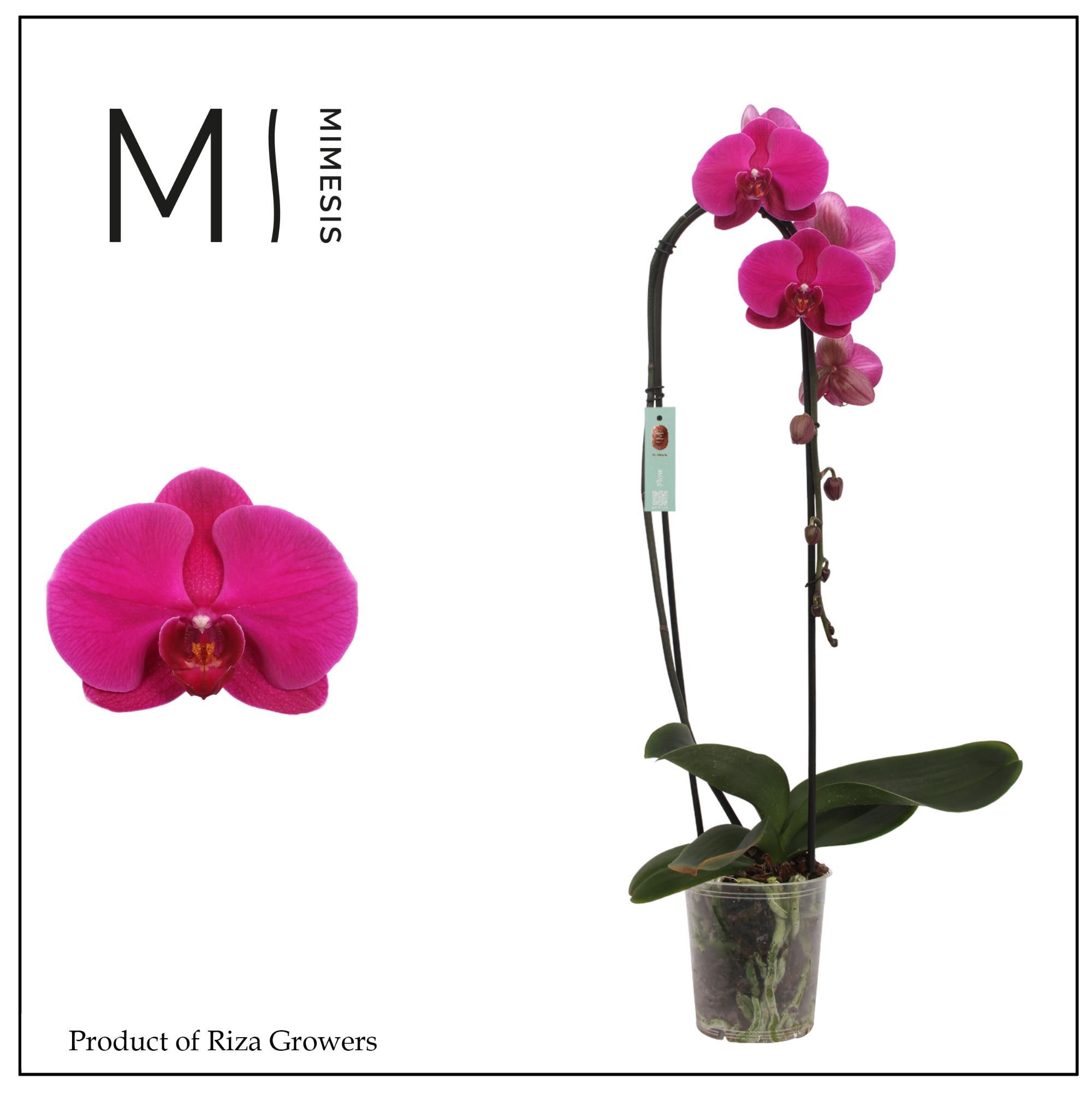 Горшечные цветы и растения оптом Phalaenopsis Flow Flamingo 1 Spike - 12cm | Mimesi от 8шт из Голландии с доставкой по России