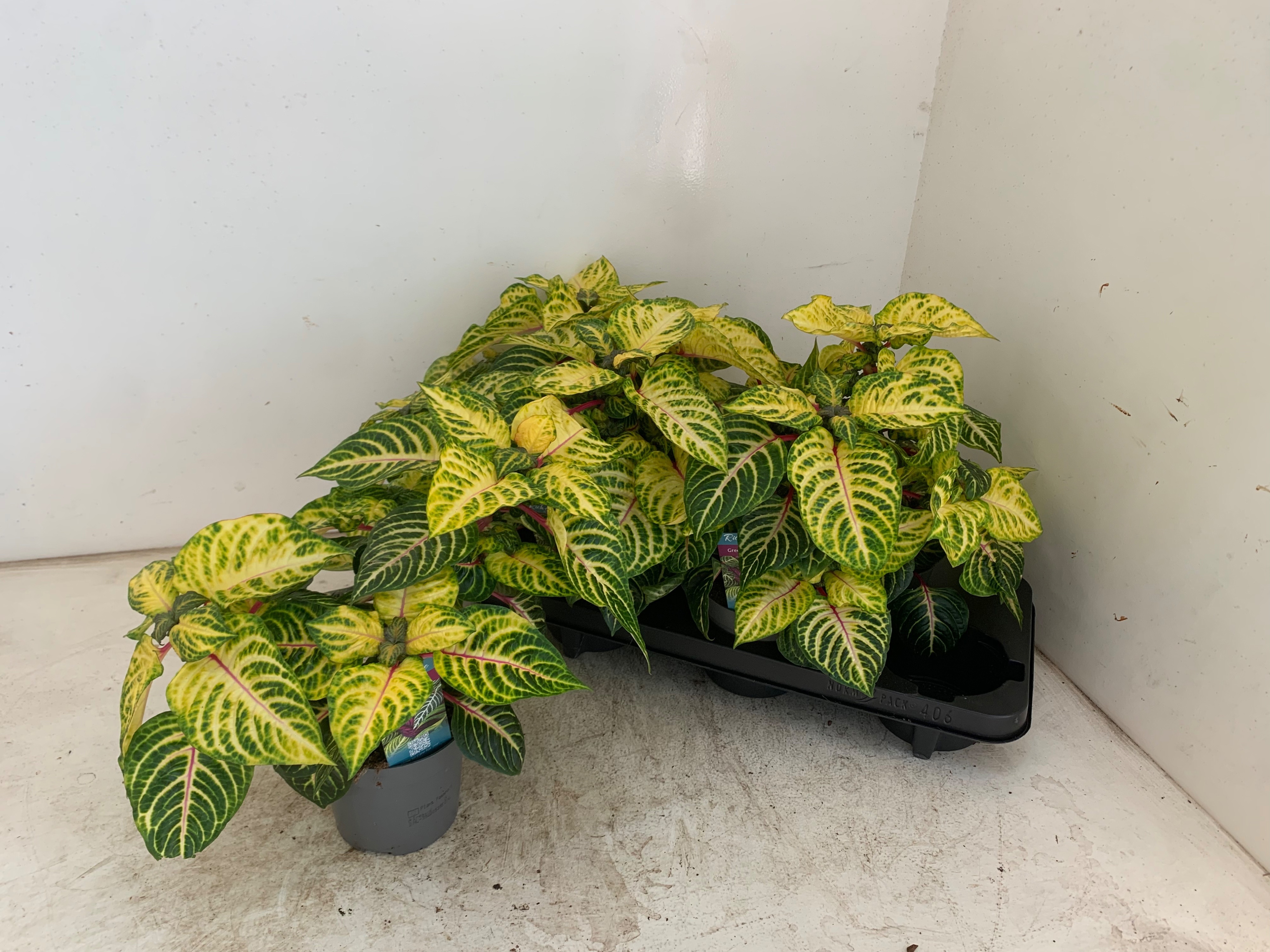 Горшечные цветы и растения оптом Iresine R Goldstar от 6шт из Голландии с доставкой по России