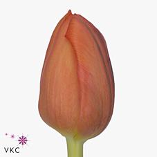 Срезанные цветы оптом Tulipa si delta storm от 200шт из Голландии с доставкой по России