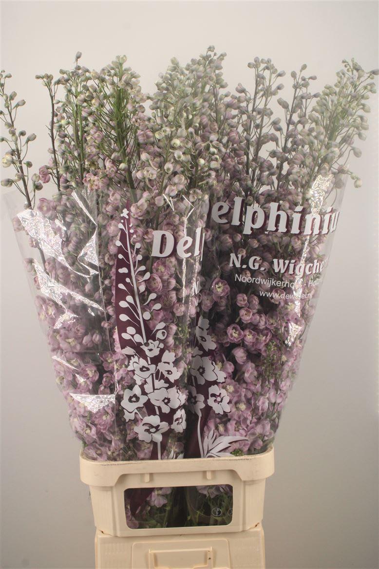 Срезанные цветы оптом Delphinium do el dewi flaming от 30шт из Голландии с доставкой по России
