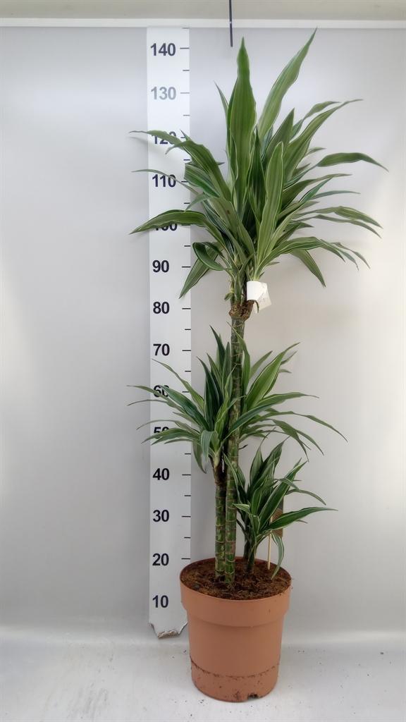 Горшечные цветы и растения оптом Dracaena Fr De warneckei от 1шт из Голландии с доставкой по России