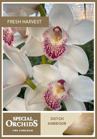 Срезанные цветы оптом Cymbidium white dutch harbour от 10шт из Голландии с доставкой по России