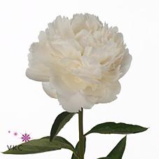 Срезанные цветы оптом Paeonia bowl of cream от 40шт из Голландии с доставкой по России