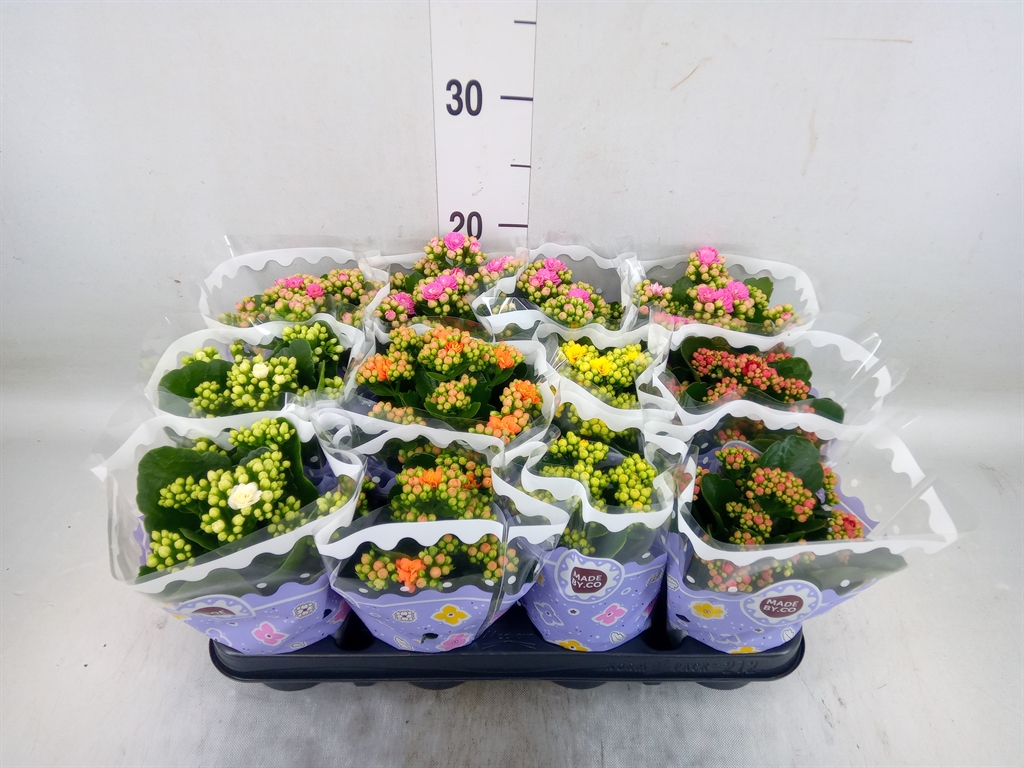 Горшечные цветы и растения оптом Kalanchoe Blos.   ..rosebud Mix  5 от 12шт (для телеги) из Голландии с доставкой по России