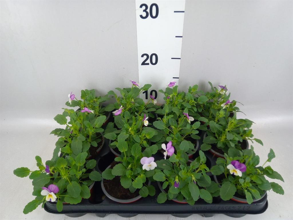Горшечные цветы и растения оптом Viola Corn. evo Mini Lavender Pk от 12шт (для телеги) из Голландии с доставкой по России