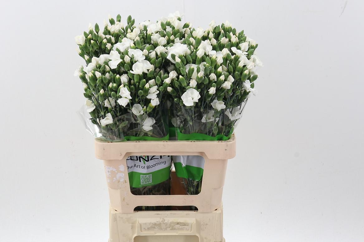 Срезанные цветы оптом Dianthus sp solomio ard от 100шт из Голландии с доставкой по России