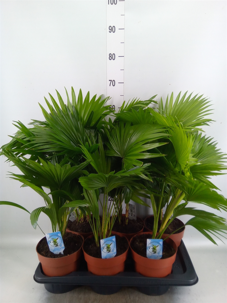 Горшечные цветы и растения оптом Livistona Rotundifolia от 6шт из Голландии с доставкой по России