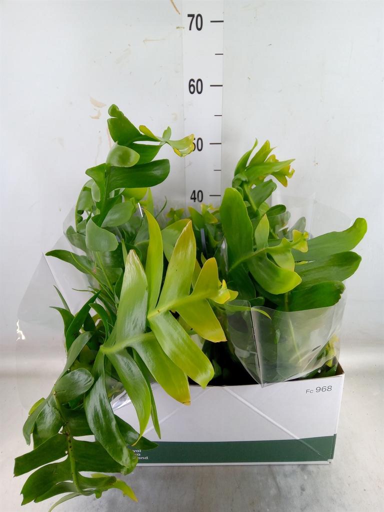 Горшечные цветы и растения оптом Epiphyllum   ... от 5шт из Голландии с доставкой по России