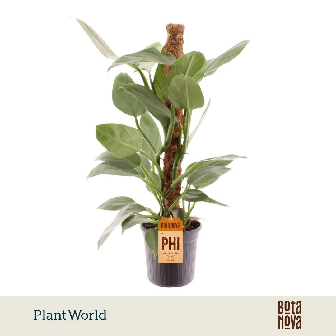 Горшечные цветы и растения оптом Philodendron Silver Sword Mosstok от 6шт из Голландии с доставкой по России