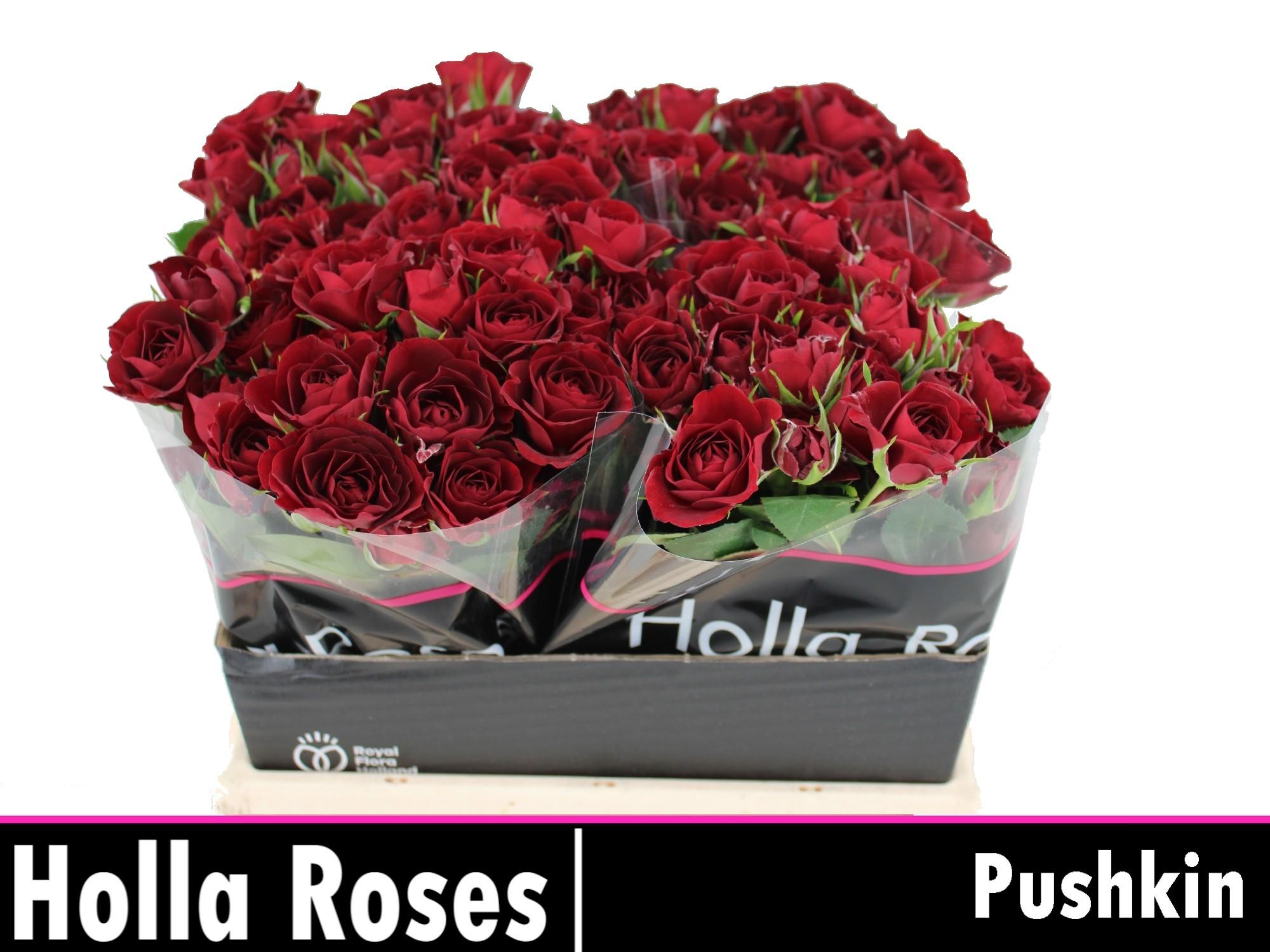 Срезанные цветы оптом Rosa spray pushkin от 50шт из Голландии с доставкой по России