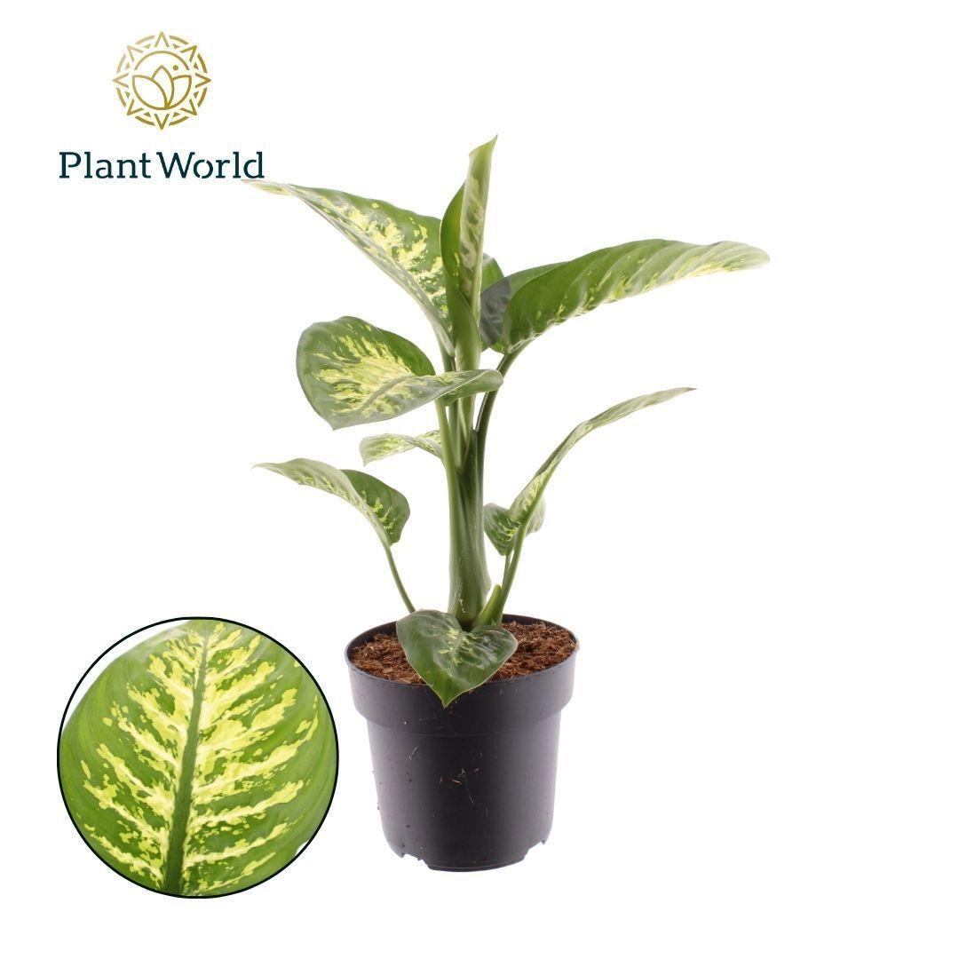 Горшечные цветы и растения оптом Dieffenbachia Tropic Snow от 3шт из Голландии с доставкой по России