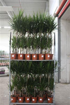 Горшечные цветы и растения оптом Dra Marginata 60-30-15 Cm * Spring Deal * от 1шт из Голландии с доставкой по России