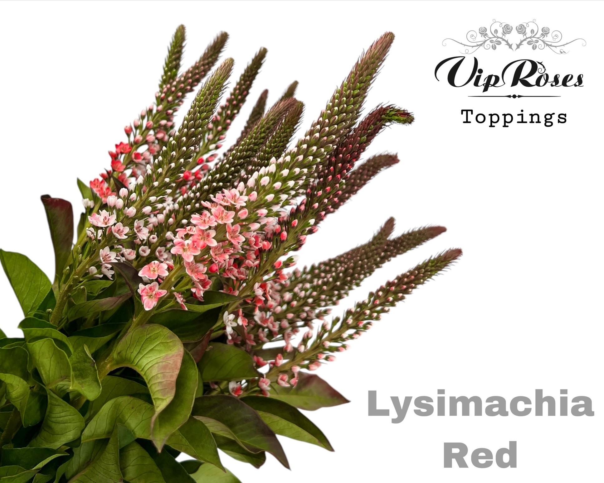 Срезанные цветы оптом Lysimachia paint red от 50шт из Голландии с доставкой по России