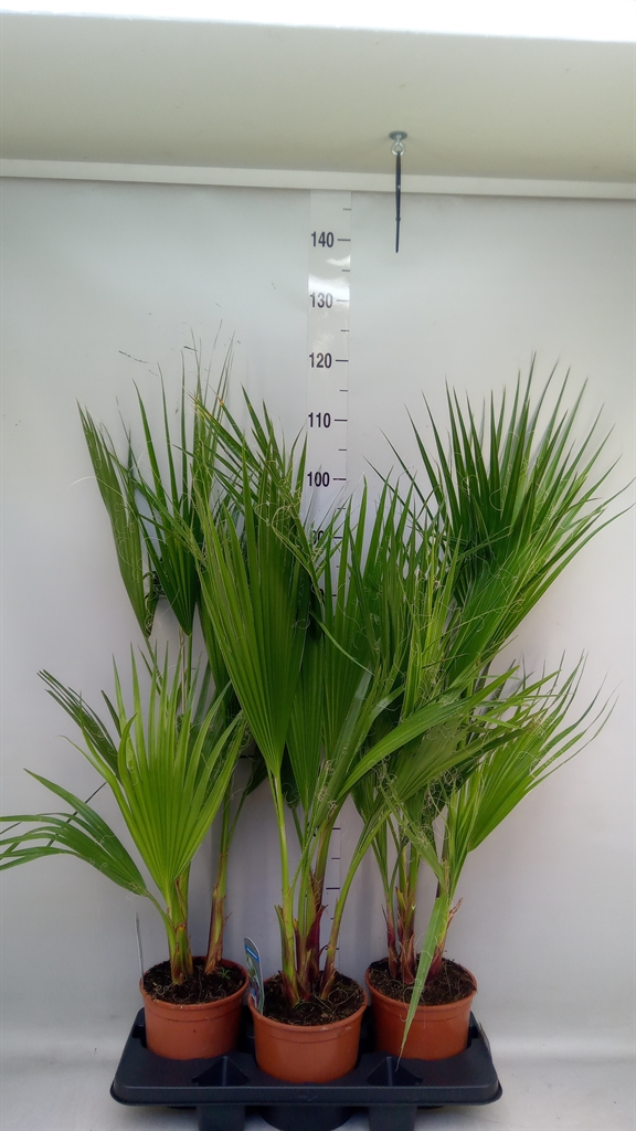 Горшечные цветы и растения оптом Washingtonia Filifera от 3шт из Голландии с доставкой по России