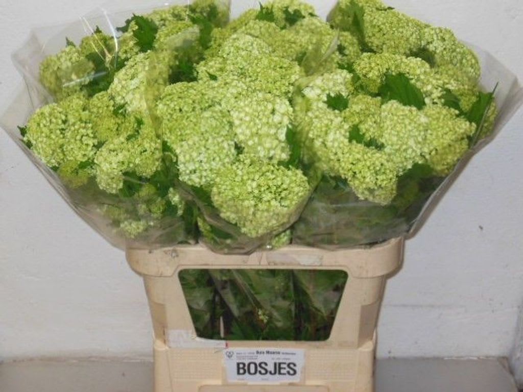 Срезанные цветы оптом Viburnum roseum per bunch от 5шт из Голландии с доставкой по России