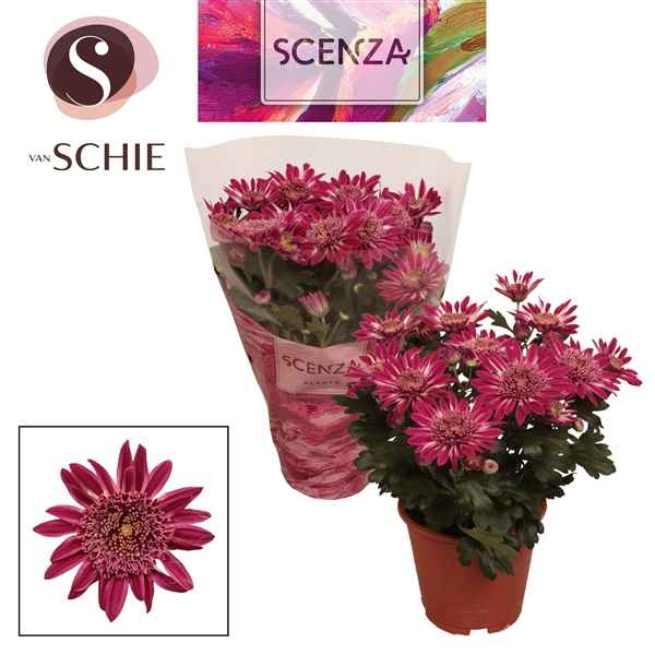 Горшечные цветы и растения оптом Chrys Anemona Purple (scenza) от 8шт из Голландии с доставкой по России