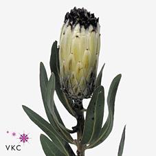 Срезанные цветы оптом Protea moonshine от 20шт из Голландии с доставкой по России Срезанные цветы оптом Protea moonshine от 20шт из Голландии с доставкой по России