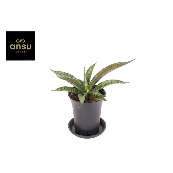 Горшечные цветы и растения оптом Sansevieria Comet Rocky Mountain от 9шт (для телеги) из Голландии с доставкой по России