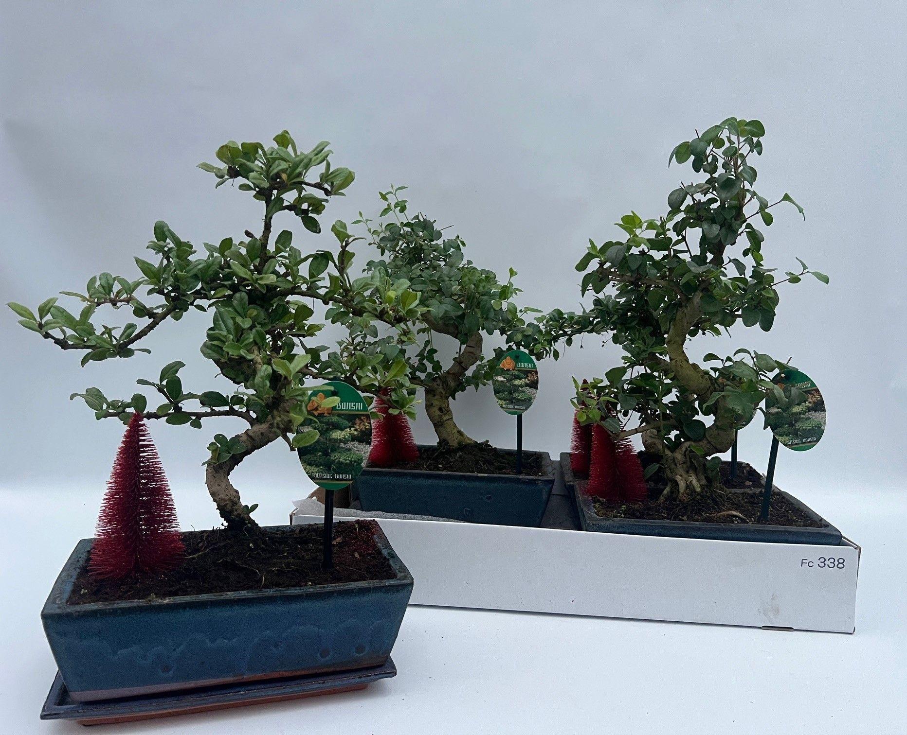 Горшечные цветы и растения оптом Bonsai Gem от 4шт из Голландии с доставкой по России