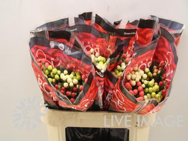 Срезанные цветы оптом Hypericum mix in bucket romance от 70шт из Голландии с доставкой по России