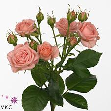 Срезанные цветы оптом Rosa spray odilia от 240шт из Голландии с доставкой по России