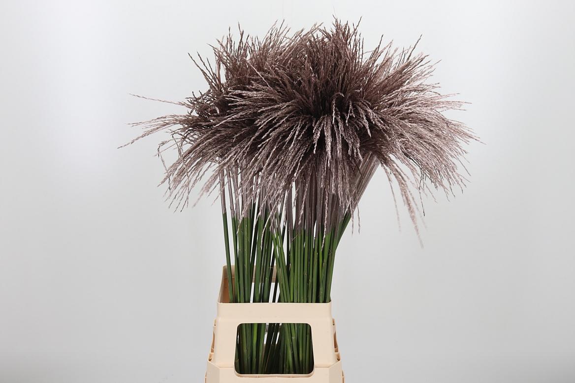 Срезанные цветы оптом Miscanthus paint champagne от 100шт из Голландии с доставкой по России