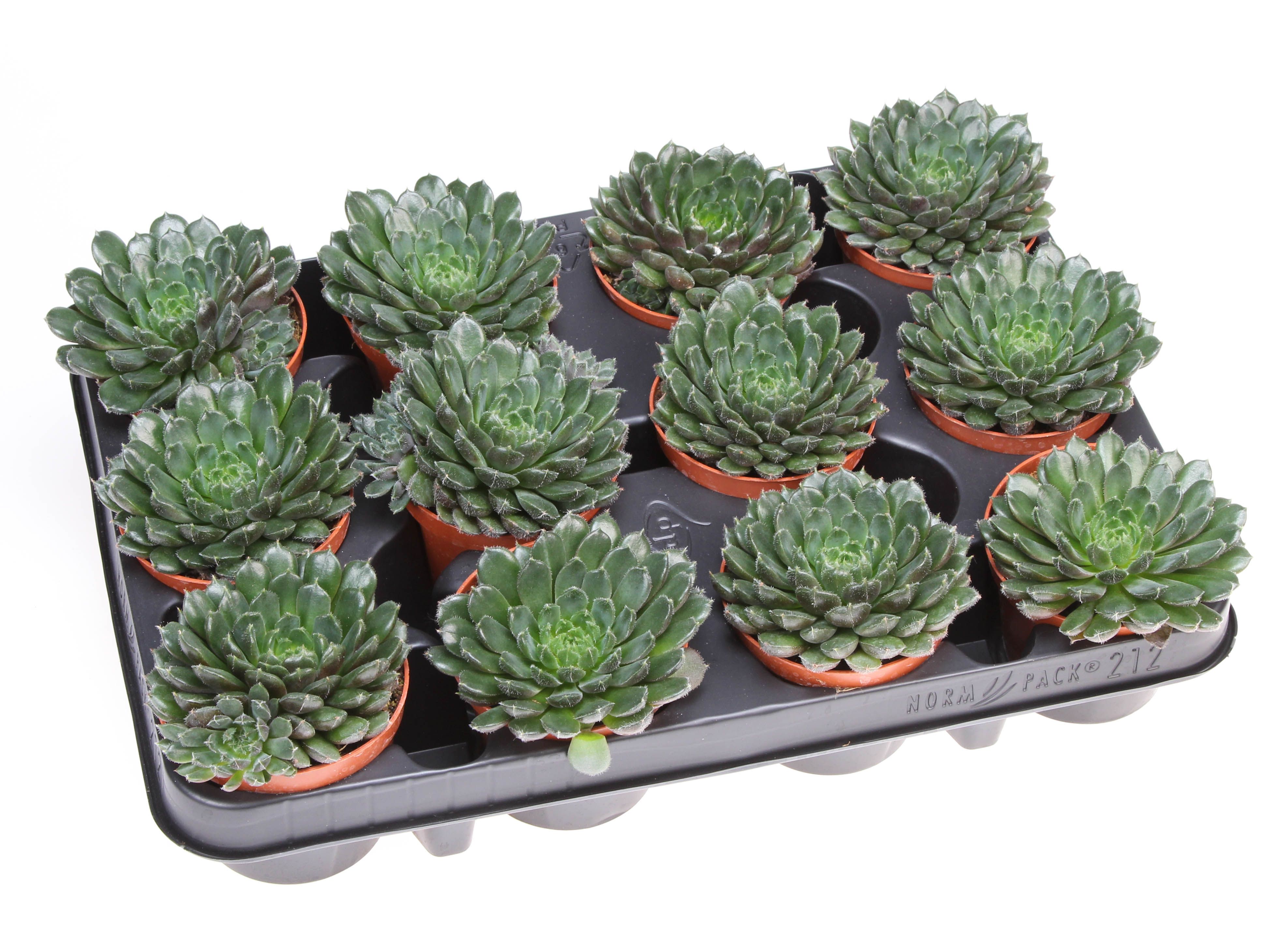 Горшечные цветы и растения оптом Echeveria Scorpio от 12шт (для телеги) из Голландии с доставкой по России