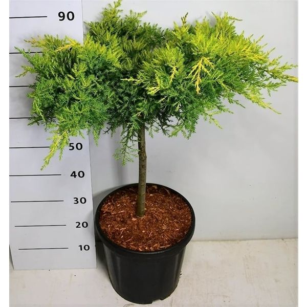 Горшечные цветы и растения оптом Juniperus Pfitz Aurea от 1шт из Голландии с доставкой по России