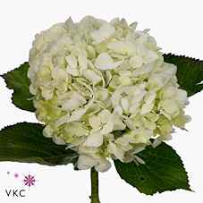 Срезанные цветы оптом Hydrangea lima от 10шт из Голландии с доставкой по России