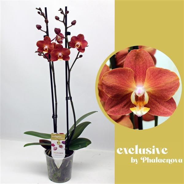 Горшечные цветы и растения оптом Phal 2st Horizon 14+ (phalaenova) от 10шт из Голландии с доставкой по России