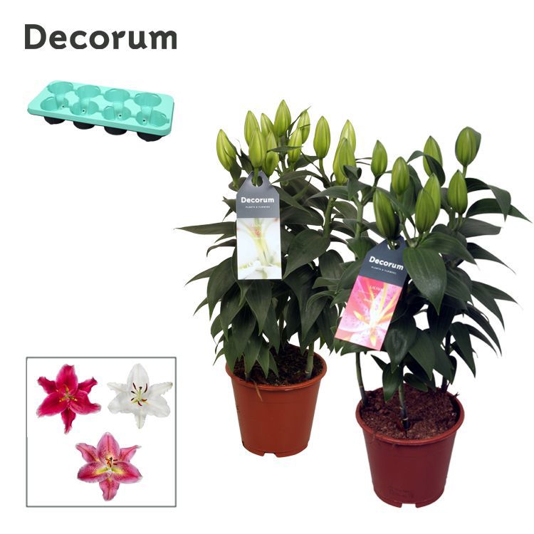 Горшечные цветы и растения оптом Lilium Or Mix 3pp (decorum) от 8шт из Голландии с доставкой по России