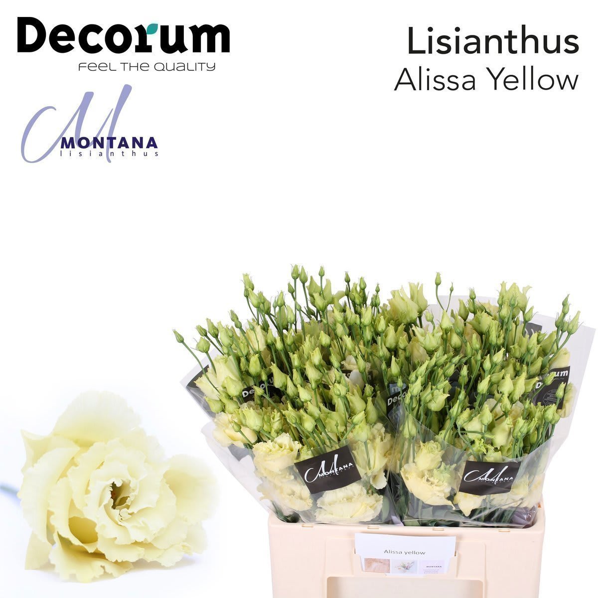 Срезанные цветы оптом Lisianthus do alissa yellow от 50шт из Голландии с доставкой по России