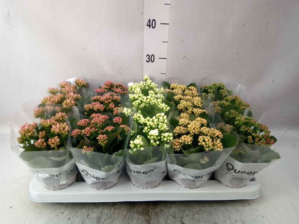 Горшечные цветы и растения оптом Kalanchoe Blos.   ..rosebud Mix  5 от 15шт из Голландии с доставкой по России