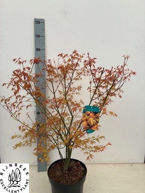 Горшечные цветы и растения оптом Acer Pa Katsura от 1шт из Голландии с доставкой по России