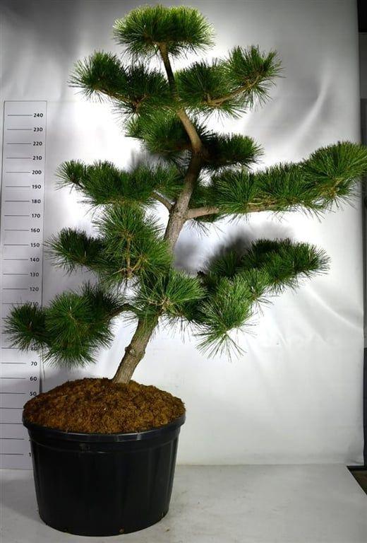 Горшечные цветы и растения оптом Pinus Thunbergii thunderhead от 1шт из Голландии с доставкой по России
