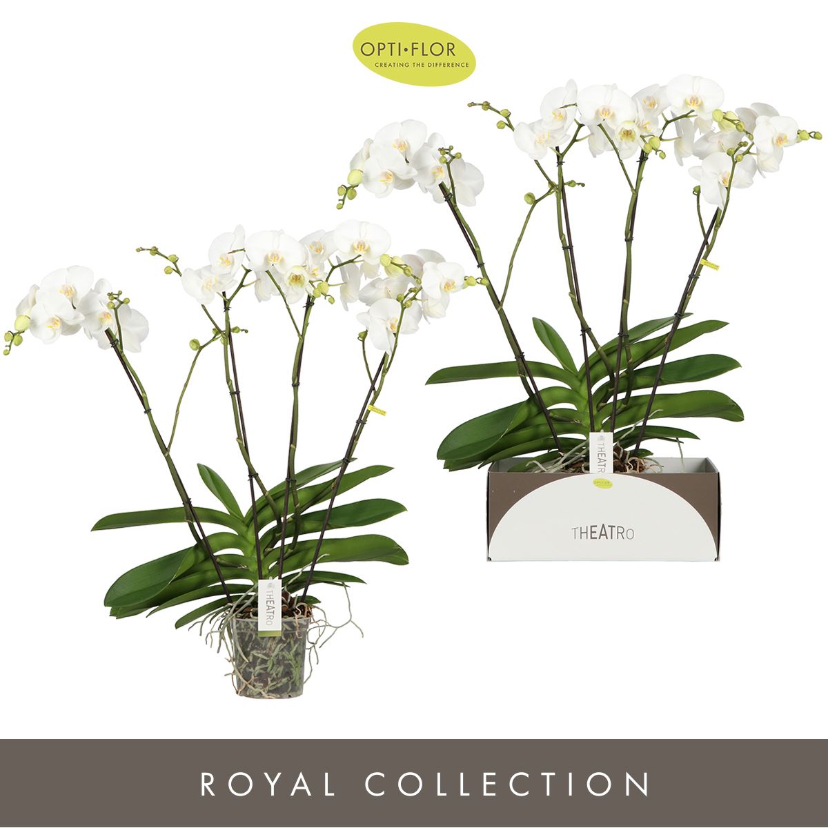 Горшечные цветы и растения оптом Phalaenopsis   ...white от 1шт из Голландии с доставкой по России