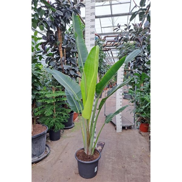 Горшечные цветы и растения оптом Reizigersboom (ravenala Madagascariensis) 220 от 1шт из Голландии с доставкой по России