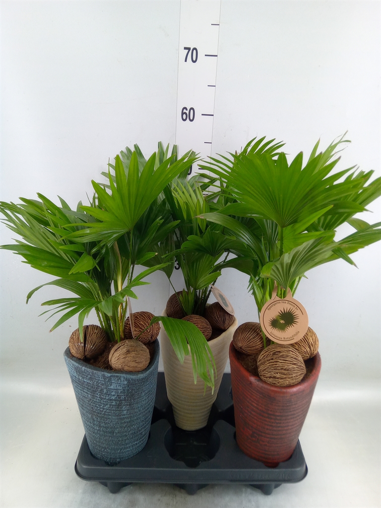 Горшечные цветы и растения оптом Livistona Rotundifolia от 3шт из Голландии с доставкой по России