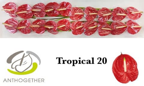 Срезанные цветы оптом Anthurium tropical от 20шт. из Голландии с доставкой по России