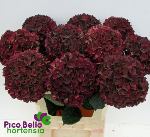 Срезанные цветы оптом Hydrangea mag ruby red classic от 10шт из Голландии с доставкой по России