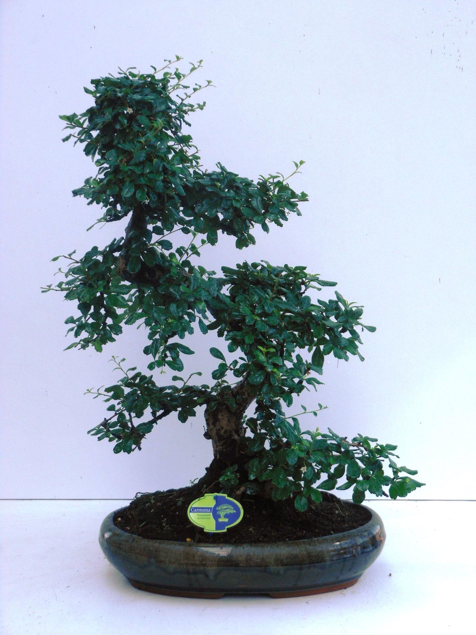 Горшечные цветы и растения оптом Bonsai Carmona Macrophylla, 43cm., Shape, Without от 1шт из Голландии с доставкой по России