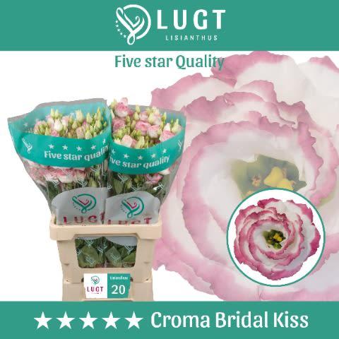 Срезанные цветы оптом Lisianthus do croma bridal kiss от 20шт. из Голландии с доставкой по России