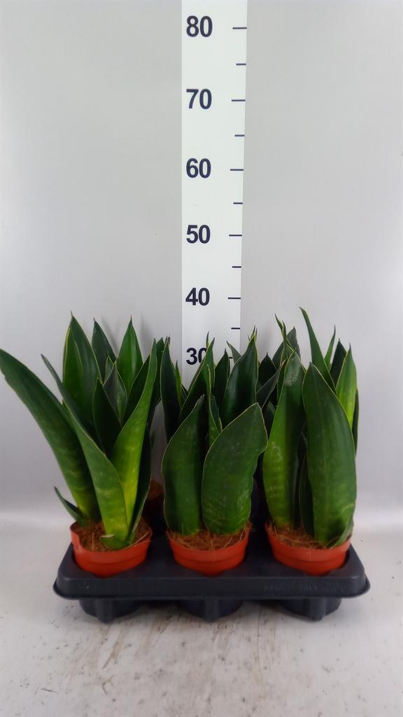 Горшечные цветы и растения оптом Sansevieria Trifa. ... A от 6шт из Голландии с доставкой по России