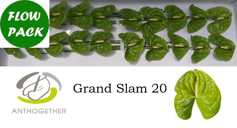 Срезанные цветы оптом Anthurium grand slam от 20шт.. из Голландии с доставкой по России