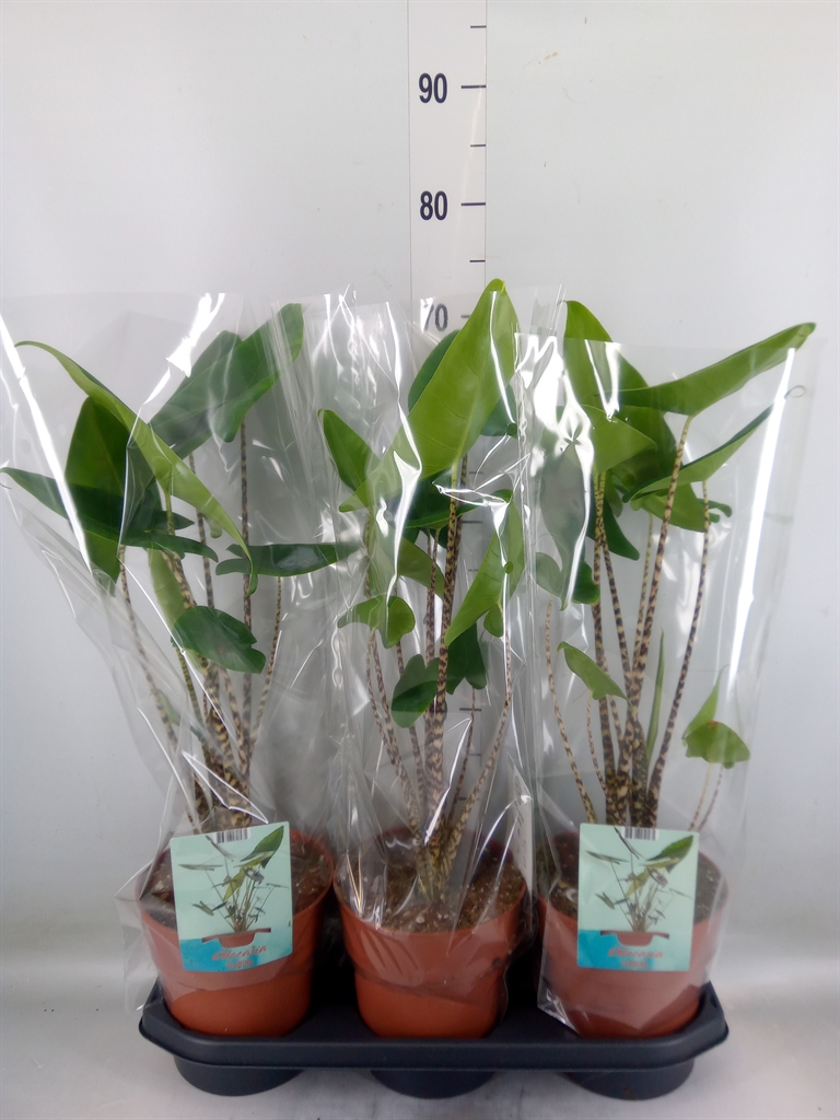 Горшечные цветы и растения оптом Alocasia Zebrina от 3шт (для телеги) из Голландии с доставкой по России